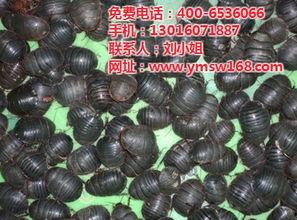 土元的照片,探寻神秘昆虫的生态奥秘