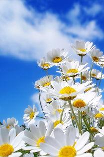 灿烂的图片,捕捉生命中的光辉时刻